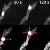 TIRF imaging shows highly localized YFP recruitment.