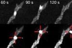 research image